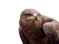 Harris hawk portrait Parabuteo unicinctus isolated on white background Royalty Free Stock Photo