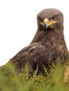 Harris hawk portrait Parabuteo unicinctus isolated on white background Royalty Free Stock Photo