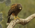 Harris` Hawk raptor glares down from his perch on tree limb Royalty Free Stock Photo