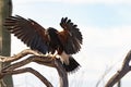 A Harris Hawk reaches for a perch with wings spread wide under the desert sun Royalty Free Stock Photo