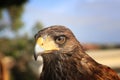 Harris Hawk