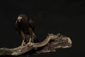 Harris hawk sitting on branch Royalty Free Stock Photo