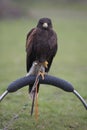 Harris hawk sitting on a perch Royalty Free Stock Photo
