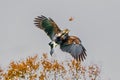 A Harris Hawk swoops in with its talons ready to grab it`s food Royalty Free Stock Photo