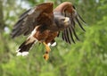 Harris hawk taking flight Royalty Free Stock Photo