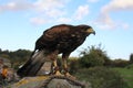 Harris Hawk Royalty Free Stock Photo