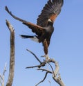 Harris Hawk about to land on a branch Royalty Free Stock Photo