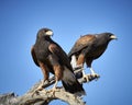 Harris Hawk in Tucson, Arizona Royalty Free Stock Photo