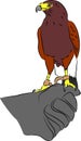 Harris Hawk vector