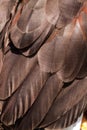 Harris Hawk Royalty Free Stock Photo