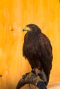 Harris Hawk (Parabuteo unicinctus) Royalty Free Stock Photo