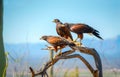 Harris Hawks on branch in Sonoran Desert Royalty Free Stock Photo