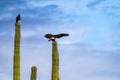 Harris Hawks in the desert. Flying and landing on saguaro cactus\'s in Northern Arizona, America, USA. Royalty Free Stock Photo