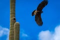 Harris Hawks in the desert. Flying and landing on saguaro cactus\'s in Northern Arizona, America, USA.