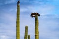 Harris Hawks in the desert. Flying and landing on saguaro cactus\'s in Northern Arizona, America, USA. Royalty Free Stock Photo