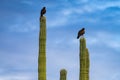 Harris Hawks in the desert. Flying and landing on saguaro cactus\'s in Northern Arizona, America, USA.