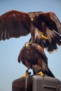 Harris Hawks Royalty Free Stock Photo