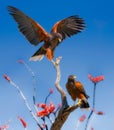 Harris Hawks on Ocotillo Branches