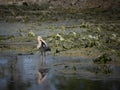 Juvenile White ibis fishing