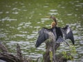 Anhinga bird standing on a branch Royalty Free Stock Photo
