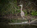 Great blue heron standing Royalty Free Stock Photo