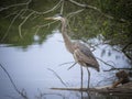 Great blue heron standing Royalty Free Stock Photo