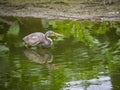 Tricolored heron fishing in water Royalty Free Stock Photo