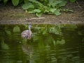 Woodstork standing tall Royalty Free Stock Photo