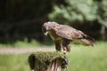 Harris`s buzzard parabuteo unicinctus Royalty Free Stock Photo