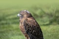 Harris`s Buzzard - Parabuteo unicinctus closeup portrait, natural background Royalty Free Stock Photo