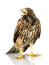 Harris's Hawk