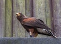 Harris`s hawk, the bay-winged hawk, dusky hawk, a wolf hawk, a medium-large bird of prey Royalty Free Stock Photo