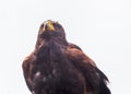 Harris`s hawk, the bay-winged hawk, dusky hawk. Isolated Royalty Free Stock Photo