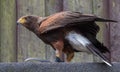 Harris`s hawk, the bay-winged hawk, dusky hawk, a wolf hawk, peuco Royalty Free Stock Photo