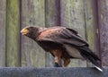 Harris`s hawk, the bay-winged hawk, dusky hawk, a wolf hawk, peuco, a medium-large bird of prey Royalty Free Stock Photo