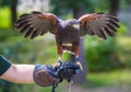 Harris`s hawk bird of prey on hand