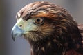 Harris`s Hawk close up. feather and poud