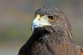 Harris Hawk