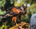 Harris`s Hawk on Falconry Glove