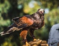 Harris`s Hawk on Falconry Glove