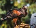 Harris`s Hawk on Falconry Glove