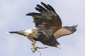 Harris`s hawk in flight with falconry jesses and bell Royalty Free Stock Photo