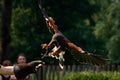 Landing buzzard to trainer glove Royalty Free Stock Photo