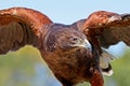 Harris's Hawk