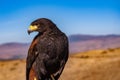 Harris`s Hawk looking to the side