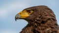 Harris`s Hawk or Harris Hawk Parabuteo unicinctus