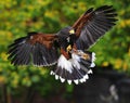 Harris`s hawk (Parabuteo unicinctus) approach for a landing