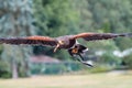 Harris`s hawk, Parabuteo unicinctus, the bay-winged hawk, dusky hawk, a wolf hawk is in the flying Royalty Free Stock Photo