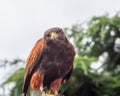 Harris`s hawk, the bay-winged hawk, dusky hawk. Portrait Royalty Free Stock Photo