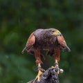 Harris\'s hawk, Parabuteo unicinctus, a medium-large bird of prey. Portrait Royalty Free Stock Photo